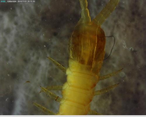 Stigmatogaster subterranea